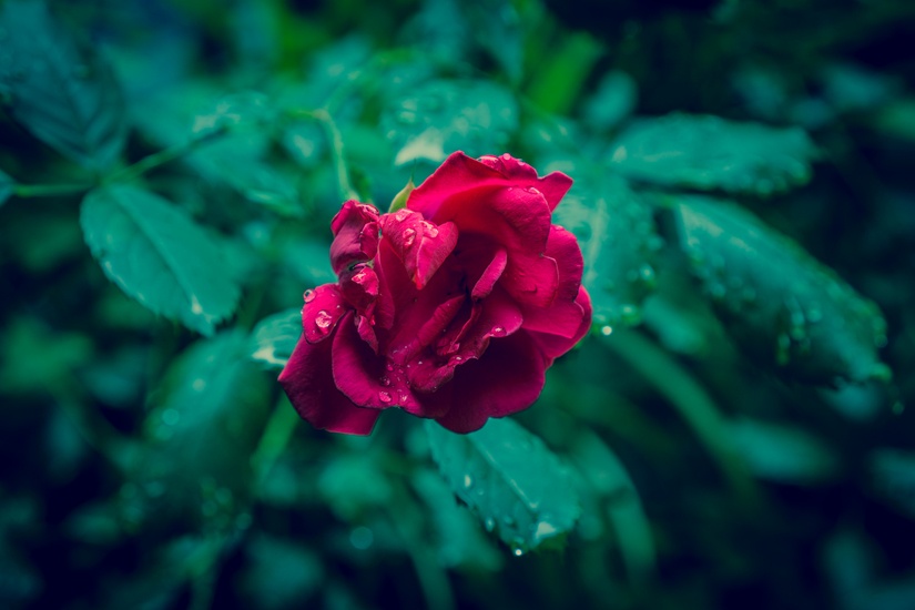 dark-leaves-raindrops-rose-large