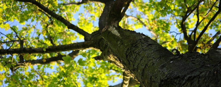 wood-nature-leaves-tree